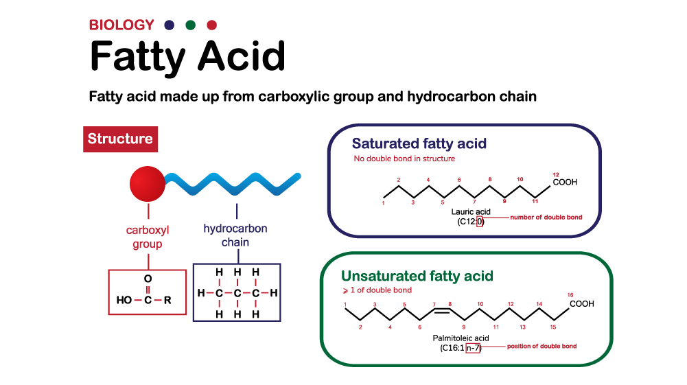 Grassi o Lipidi: cosa sono? - IoBoscoVivo Srl