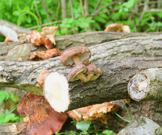 I Funghi: Alimenti del Futuro e Alleati per la Salute e l'Ambiente - IoBoscoVivo Srl