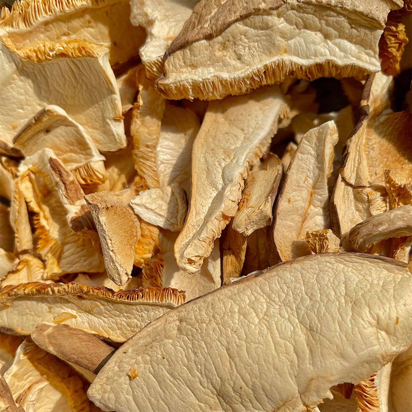 Box Funghi Shiitake BIO